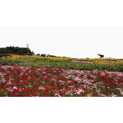 深圳东部华侨城花海