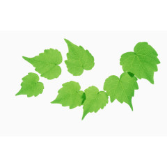 七个常春藤树叶