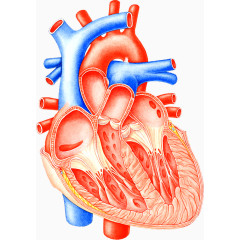 心脏血管医疗图片