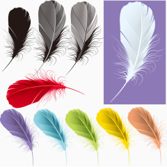 手绘矢量真实彩色羽毛
