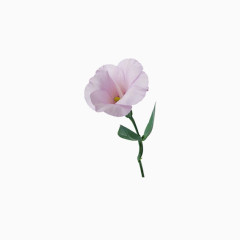 美丽花卉