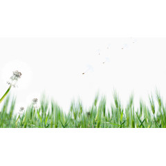 蒲公英小麦背景素材