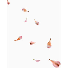 粉色花瓣