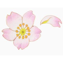 梦幻粉花与花瓣