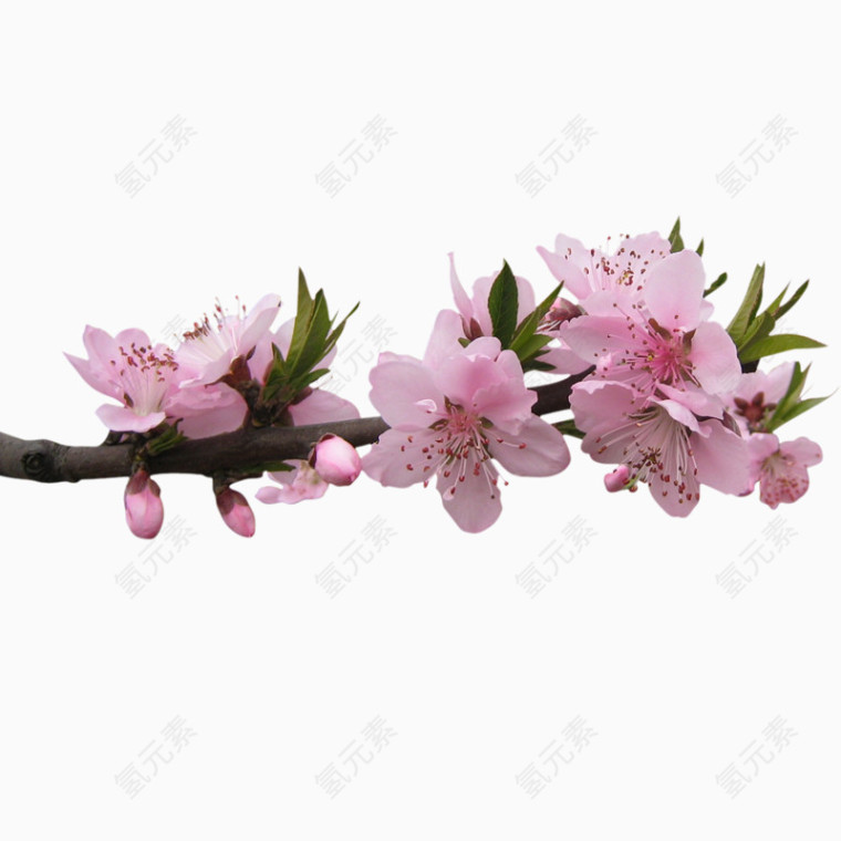 粉色花朵