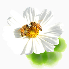 花朵蜜蜂采蜜春日素材