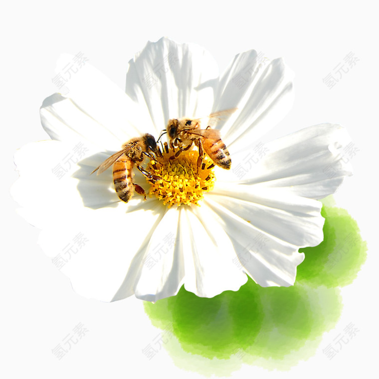 花朵蜜蜂采蜜春日素材