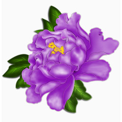 紫色绿叶牡丹花