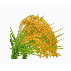 稻谷素材