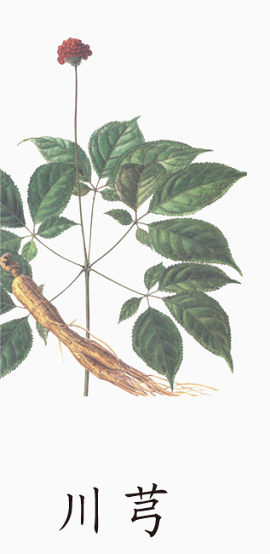 中草药免费素材免抠素材
