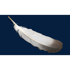 一片漂浮的羽毛