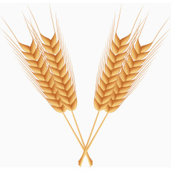 矢量手绘麦穗