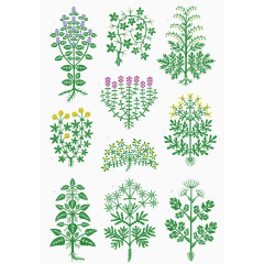 手绘本草植物图