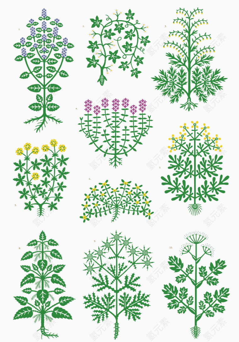 手绘本草植物图