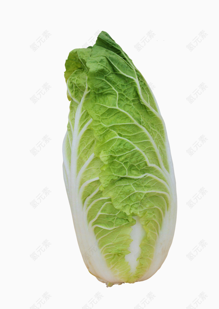 大白菜