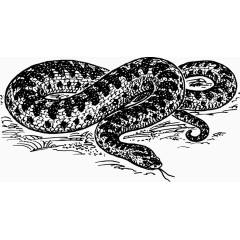 矢量手绘毒蛇