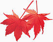 红色的枫叶