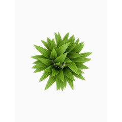 绿色的植物