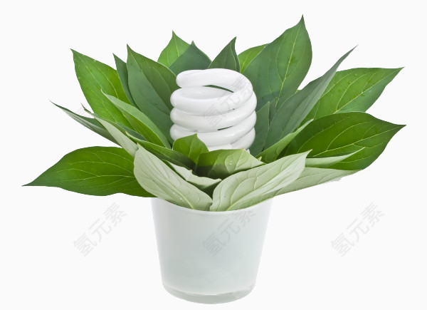 绿色植物与节能灯