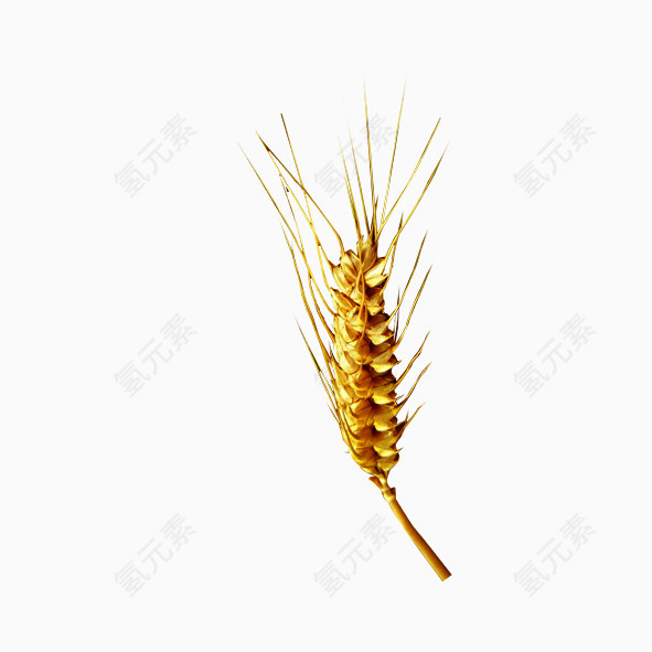 麦穗