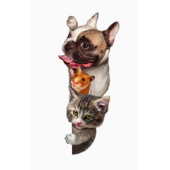 高清可爱哈巴狗和猫