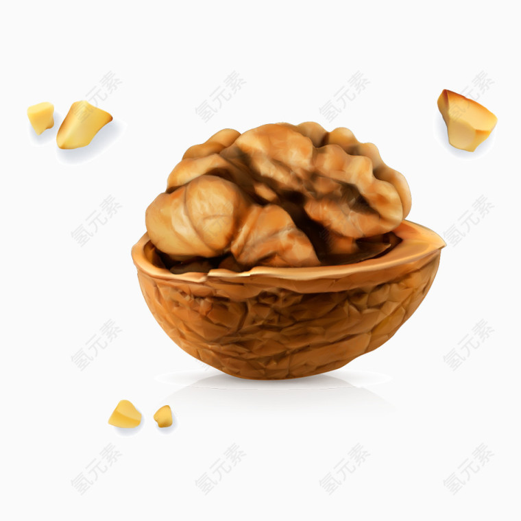 核桃高清矢量图