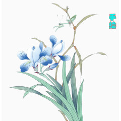 手绘兰花