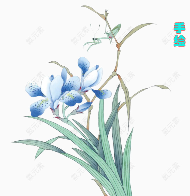 手绘兰花