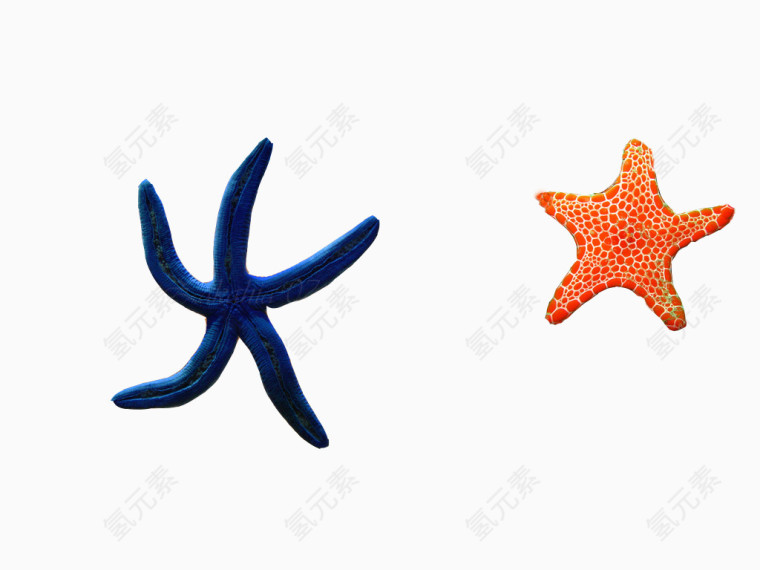 两只海星