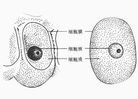 高中生物细胞分解图