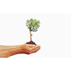 双手呵护树木