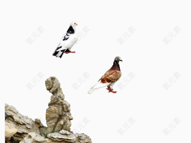 创意中国风水墨画鸽子