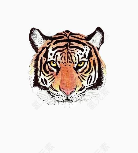 手绘老虎