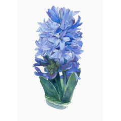 手绘凤信子 北欧花艺