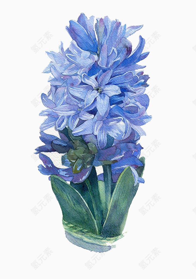 手绘凤信子 北欧花艺