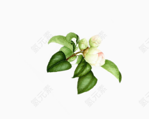 花卉