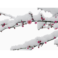 雪后梅花图