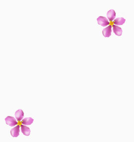 唯美精美花朵小花