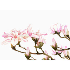 二十四番花信风-立春-三侯望春