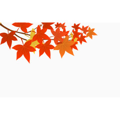枫叶素材