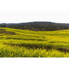 云南罗平油菜花风景