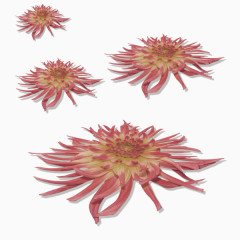 粉色菊花花朵装饰图案