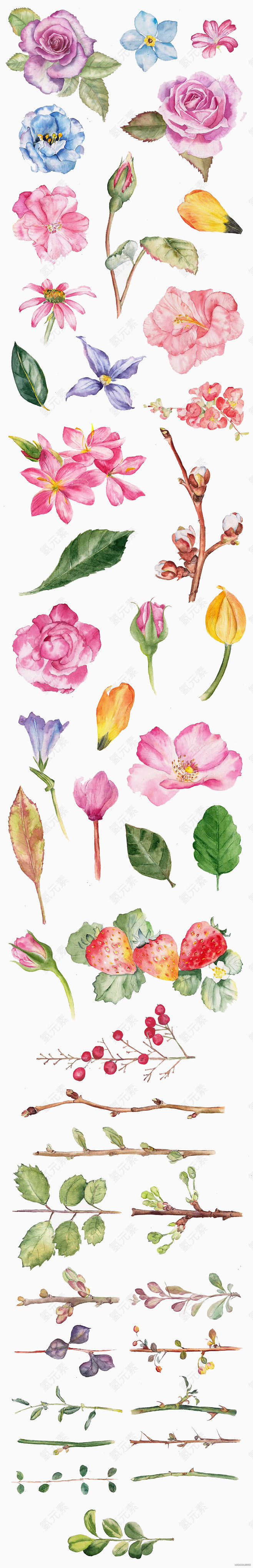 各种手绘鲜花