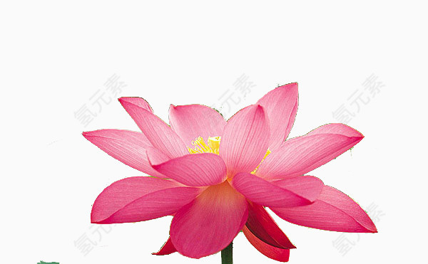 盛开的莲花