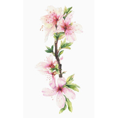 粉色桃花
