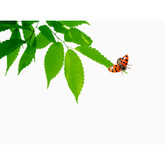 飞舞的七星瓢虫