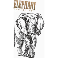 手绘大象印花矢量图