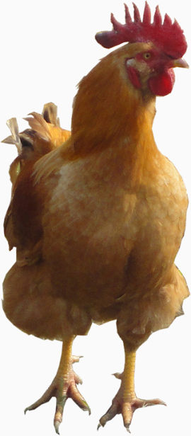 公鸡