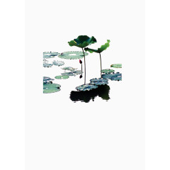 池塘里的荷花荷叶