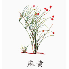 麻黄草药免抠素材免费下载